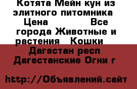 Котята Мейн-кун из элитного питомника › Цена ­ 20 000 - Все города Животные и растения » Кошки   . Дагестан респ.,Дагестанские Огни г.